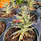 Deuterocohnia lotteae --Deuterocohnia Bromeliad--
