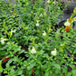 Salvia greggii --Moonglow Autumn Sage--