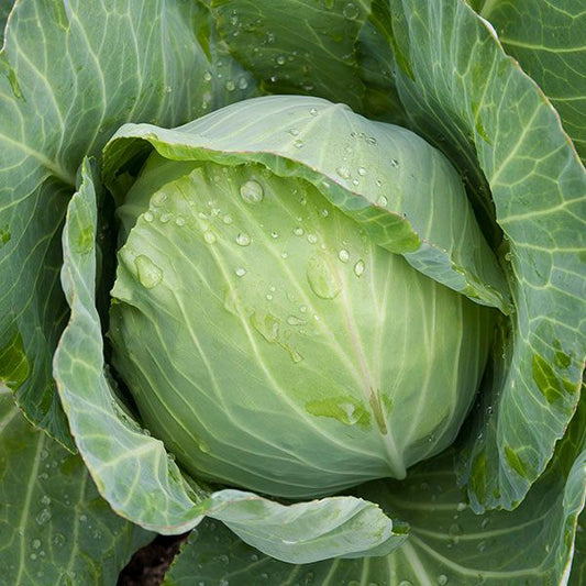 CABBAGE 'Golden Acre'