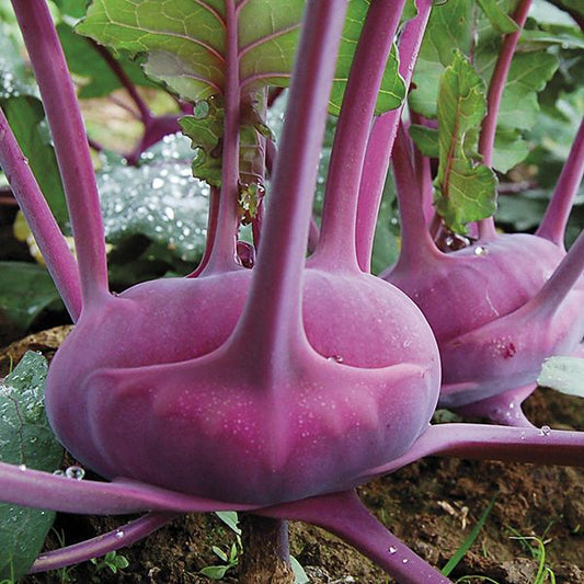 KOHLRABI 'Azur Star'