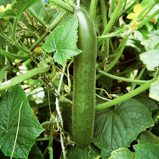 CUCUMBER 'Green Finger'