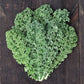 KALE 'Meadowlark'