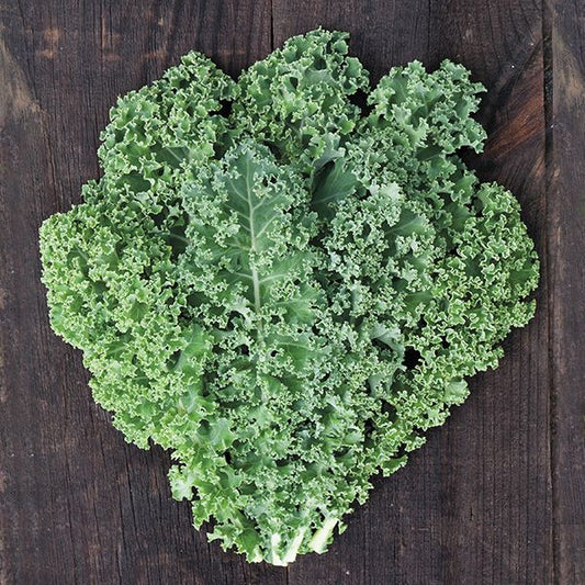 KALE 'Meadowlark'
