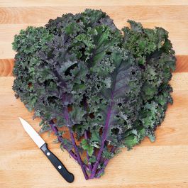 KALE 'Curly Roja'