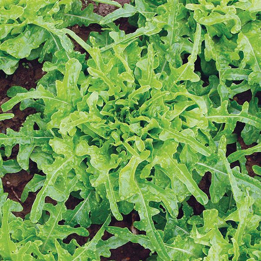 LETTUCE 'Sandy'