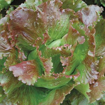 LETTUCE 'Lovelock'