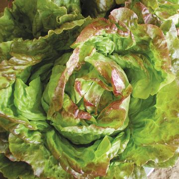 LETTUCE 'Alkindus'