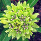 Asclepias viridis --Green Antelopehorn Milkweed--