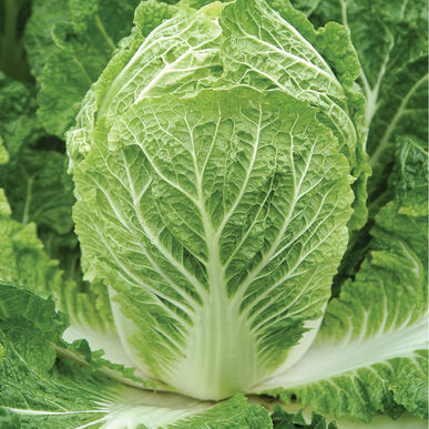CABBAGE 'Bilko Napa'