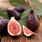 FIG 'Violette de Bordeaux' --Ficus carica--
