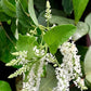 VERBENA 'Sweet Almond' --Aloysia virgata--