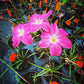Zephyranthes labufarosea --Heart Throb Rain Lily--