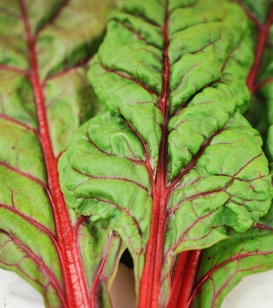 CHARD 'Vulcan'