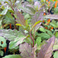 EPAZOTE 'Oaxacan Red' --Chenopodium ambrosioides--