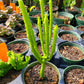 Euphorbia leucodendron --Cat Tail Euphorbia--