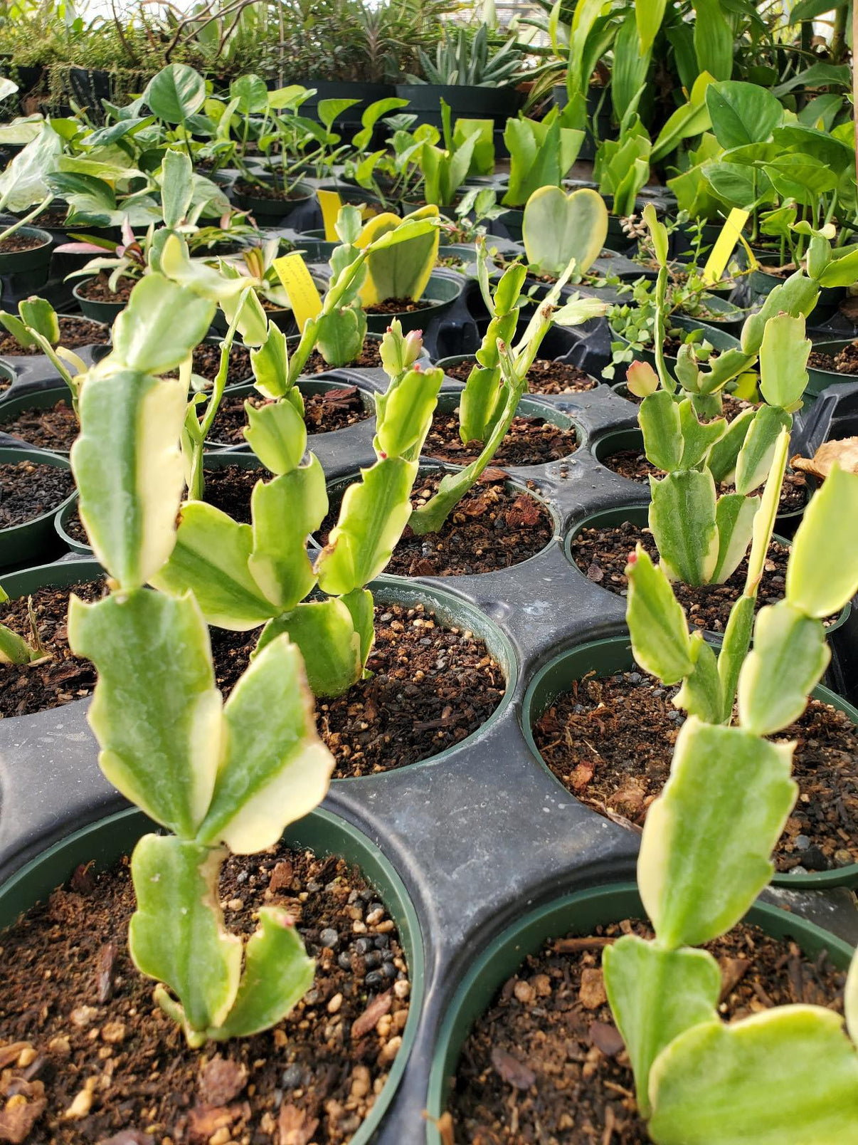 Schlumbergera x Variegated Christmas Cactus Plant Delivery Lone