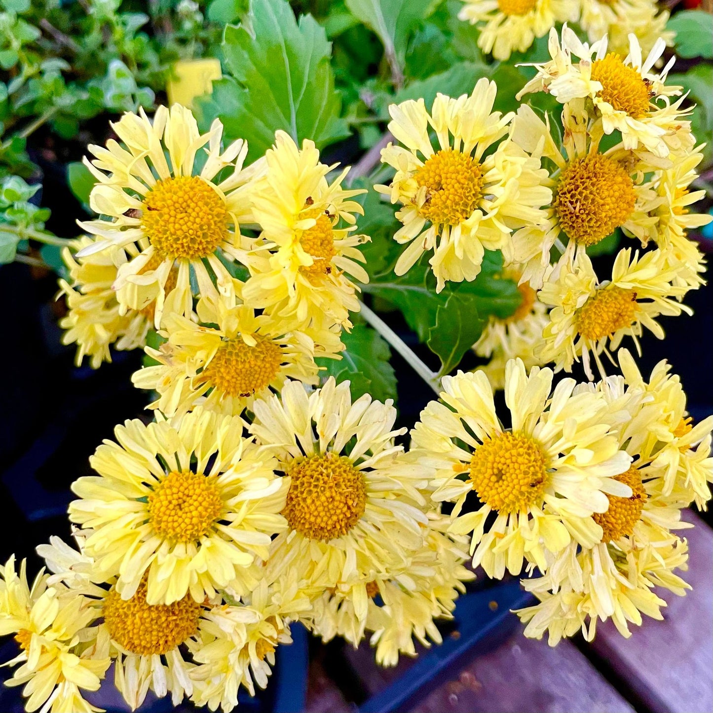 CHRYSANTHEMUM 'Golden Snowflakes' --Chrysanthemum--
