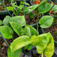 Epipremnum aureum --Emerald Pothos--