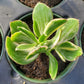 Crassula ovata 'Variegata' --White Variegated Jade Plant--