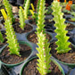 Euphorbia trigona 'Variegata'