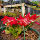 Schlumbergera x --Exotic Dancer Christmas Cactus--