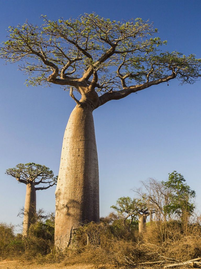 Adansonia digitata --African Baobab--