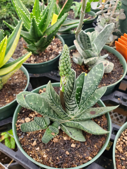 Gasteria 'Sakura fuji offshoot'