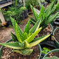 Aloe nobilis 'Variegata' --Variegated Gold-Tooth Aloe--