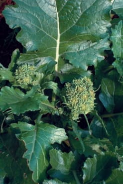 BROCCOLI 'Quarantina'