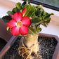 Adenium obesum --Red Desert Rose--