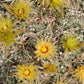 Escobaria missouriensis var. similis --Missouri Foxtail Cactus--