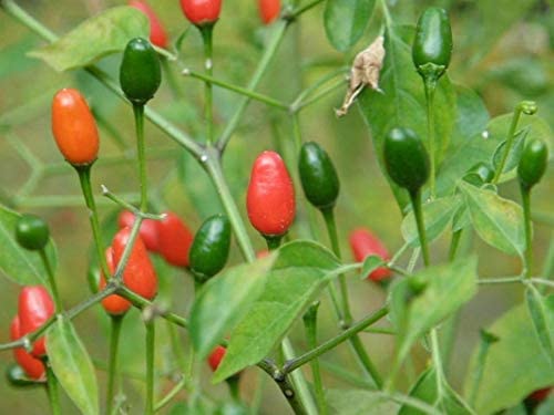 PEPPER 'Chile Pequin'