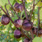 TOMATILLO 'Really Purple'
