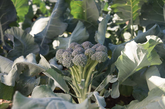 BROCCOLI 'Monflor'