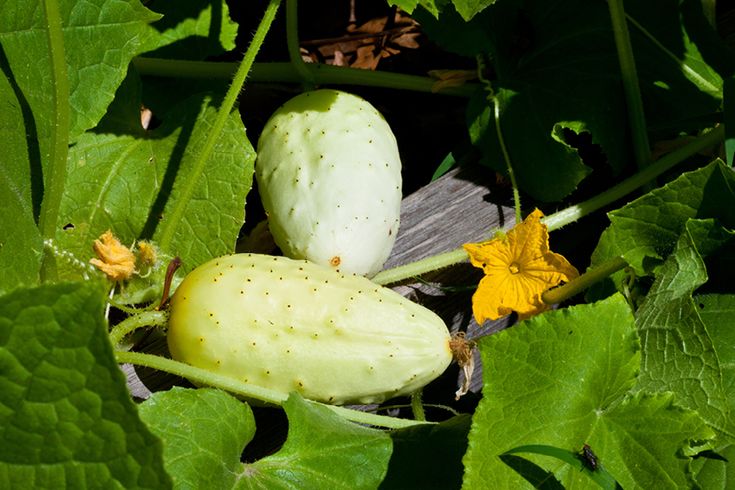 CUCUMBER 'Boothby's Blonde'