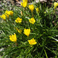 Nothoscordum sellowianum --False Yellow Crocus--