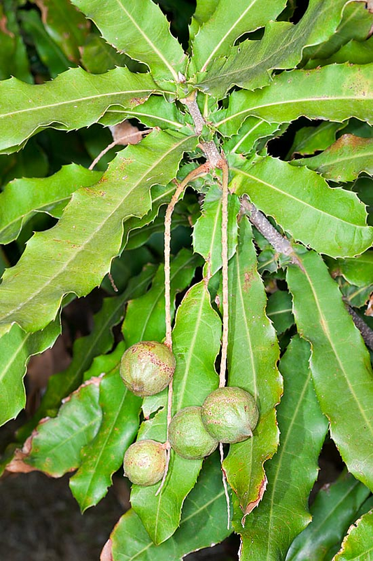 MACADAMIA --Macadamia tetraphylla--