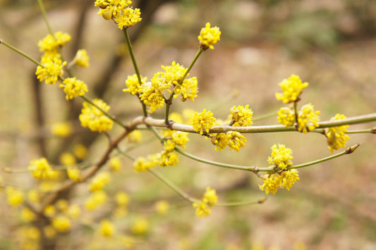 SPICEBUSH 'Common' --Lindera benzoin--