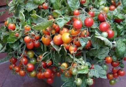 TOMATO '506 Bush'