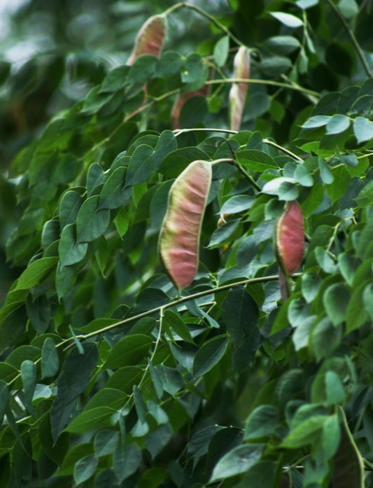 Gymnocladus dioicus --Kentucky CoffeeTree--