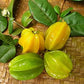 STAR CHERRY --Eugenia selloi--