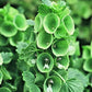 BELLS OF IRELAND --Moluccella laevis--