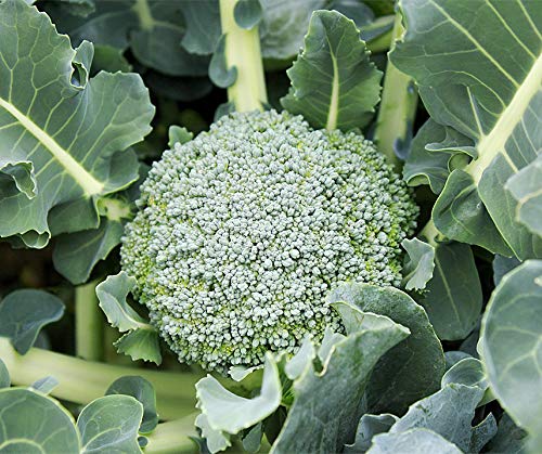 BROCCOLI 'Limba'