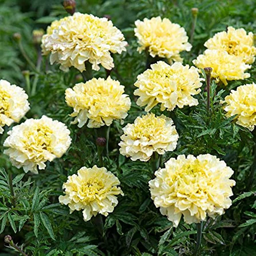 MARIGOLD 'Sugar and Spice'