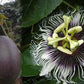 PASSIONFLOWER 'Purple Fruit Edible' --Passiflora edulis--