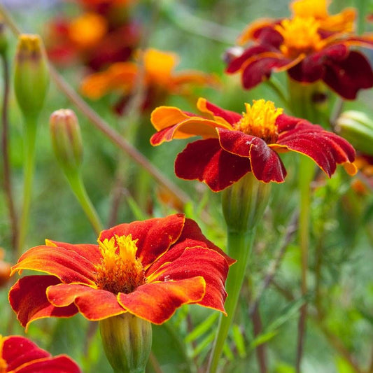 MARIGOLD 'Linnaeus Burning Embers'