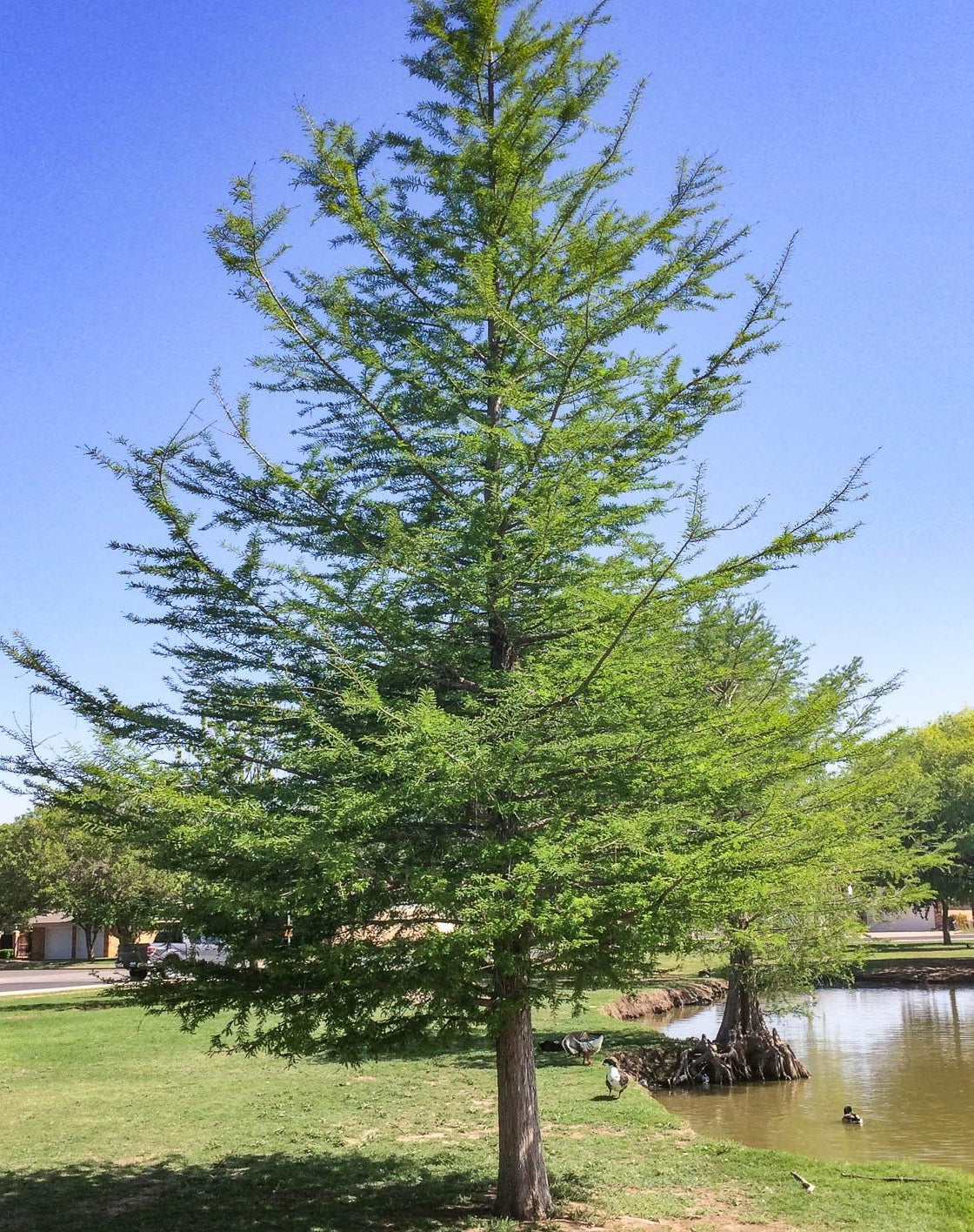 Taxodium Distichum Bald Cypress Gardening Delivery Lone Star