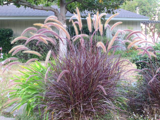Pennisetum setaceum 'Rubrum' --Purple Fountain Grass--