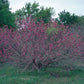Ungnadia speciosa --Mexican Buckeye--