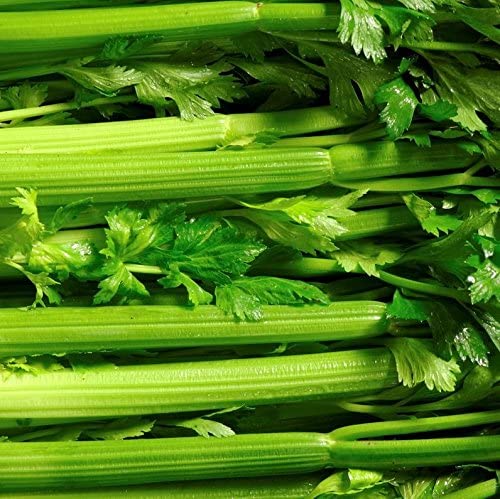 CELERY 'Pascal'